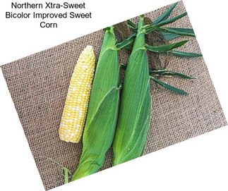 Northern Xtra-Sweet Bicolor Improved Sweet Corn