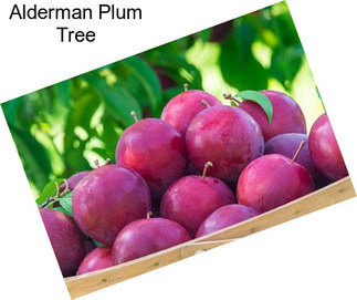 Alderman Plum Tree