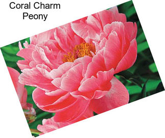 Coral Charm Peony