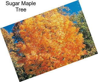 Sugar Maple Tree