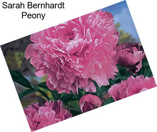 Sarah Bernhardt Peony