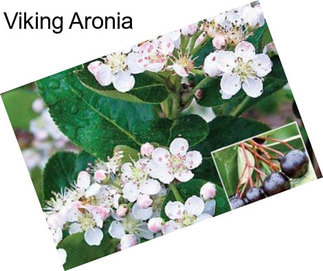 Viking Aronia