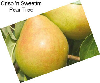 Crisp \'n Sweettm Pear Tree