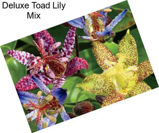 Deluxe Toad Lily Mix