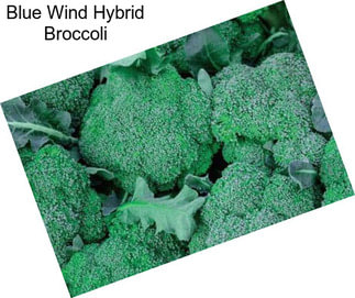 Blue Wind Hybrid Broccoli