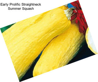 Early Prolific Straightneck Summer Squash