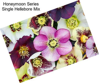 Honeymoon Series Single Hellebore Mix