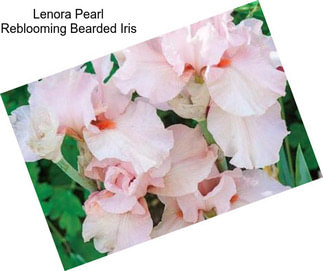 Lenora Pearl Reblooming Bearded Iris