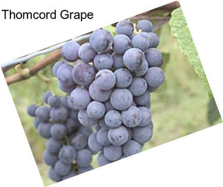 Thomcord Grape