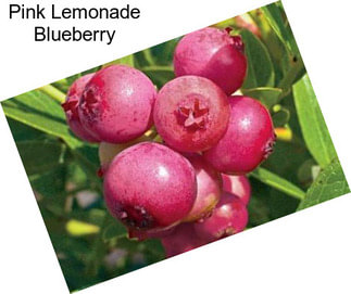 Pink Lemonade Blueberry