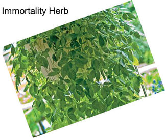 Immortality Herb
