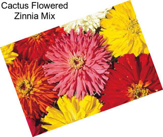 Cactus Flowered Zinnia Mix