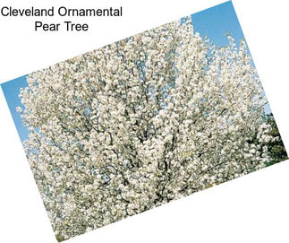 Cleveland Ornamental Pear Tree