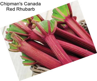 Chipman\'s Canada Red Rhubarb