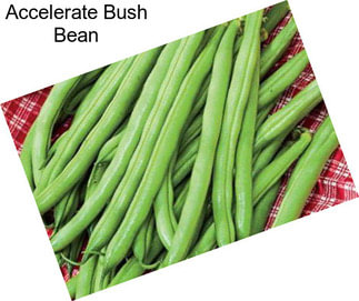 Accelerate Bush Bean