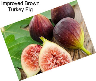 Improved Brown Turkey Fig