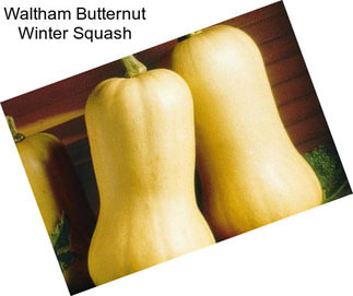 Waltham Butternut Winter Squash