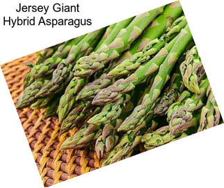 Jersey Giant Hybrid Asparagus
