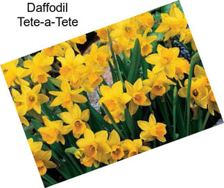 Daffodil Tete-a-Tete