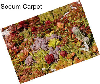 Sedum Carpet