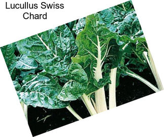 Lucullus Swiss Chard