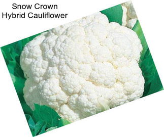 Snow Crown Hybrid Cauliflower