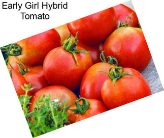 Early Girl Hybrid Tomato