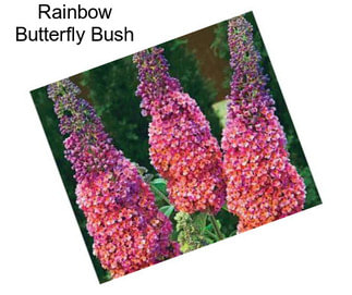 Rainbow Butterfly Bush