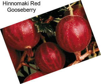 Hinnomaki Red Gooseberry