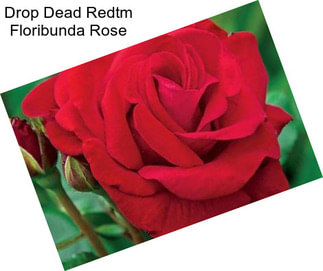 Drop Dead Redtm Floribunda Rose