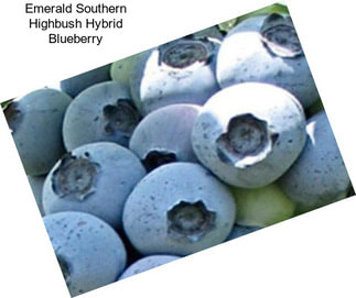 Emerald Southern Highbush Hybrid Blueberry