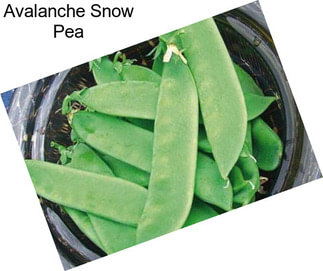 Avalanche Snow Pea