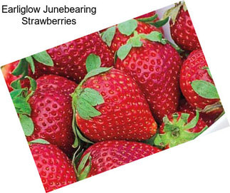 Earliglow Junebearing Strawberries