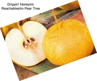 Drippin\' Honeytm Reachablestm Pear Tree