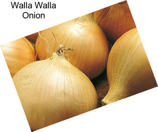 Walla Walla Onion