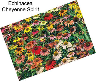 Echinacea Cheyenne Spirit