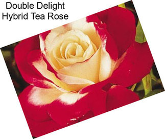 Double Delight Hybrid Tea Rose