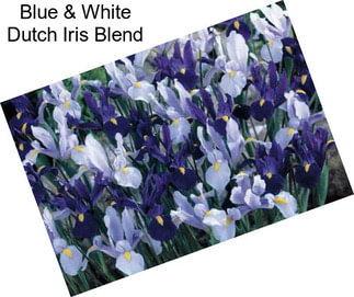 Blue & White Dutch Iris Blend