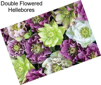 Double Flowered Hellebores