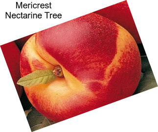 Mericrest Nectarine Tree