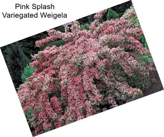 Pink Splash Variegated Weigela