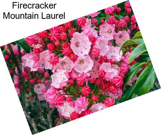 Firecracker Mountain Laurel