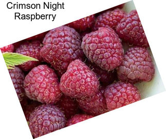 Crimson Night Raspberry