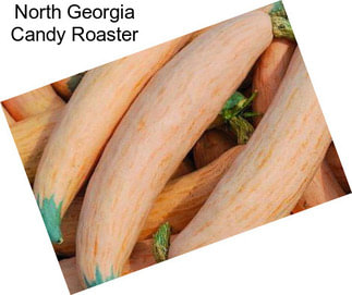 North Georgia Candy Roaster
