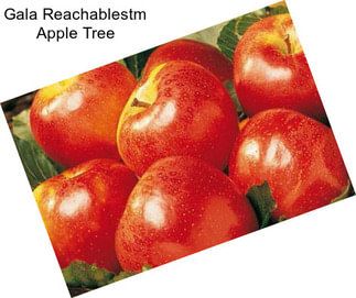Gala Reachablestm Apple Tree