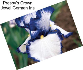 Presby\'s Crown Jewel German Iris