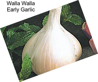 Walla Walla Early Garlic