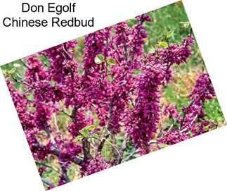 Don Egolf Chinese Redbud