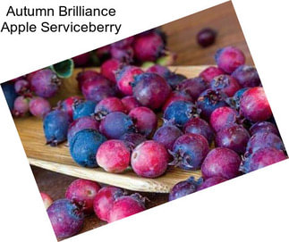 Autumn Brilliance Apple Serviceberry
