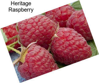 Heritage Raspberry